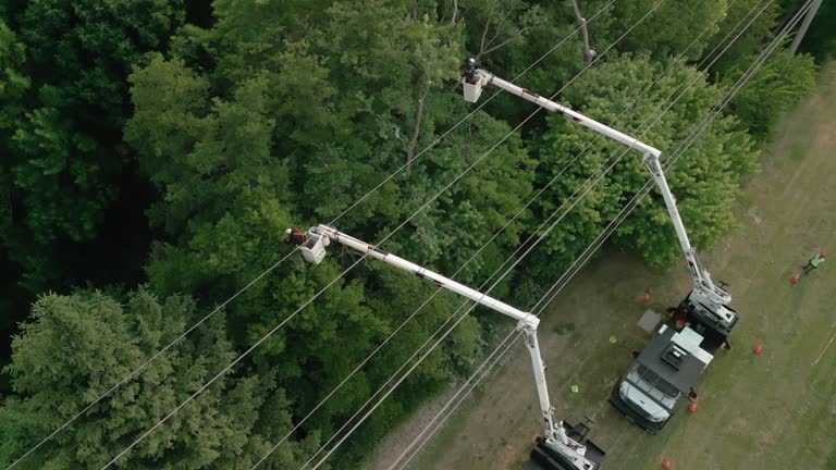 Best Tree Removal  in Huron, CA